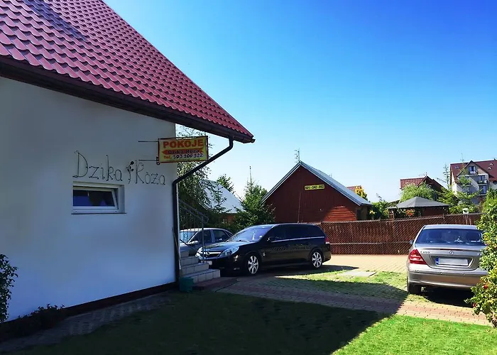 Dzika Roza كارفيا